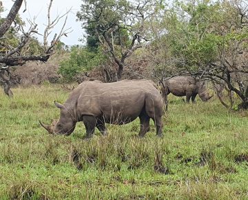 4 Days Rwanda Big 5 Safari