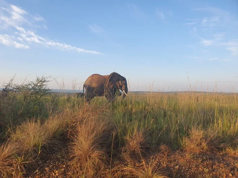 6 Days Uganda Mid-Range Safari
