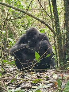 How Many Days for a Gorilla Trekking Safari in Uganda?