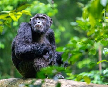 3 Days Rwanda Chimpanzee Trekking Safari