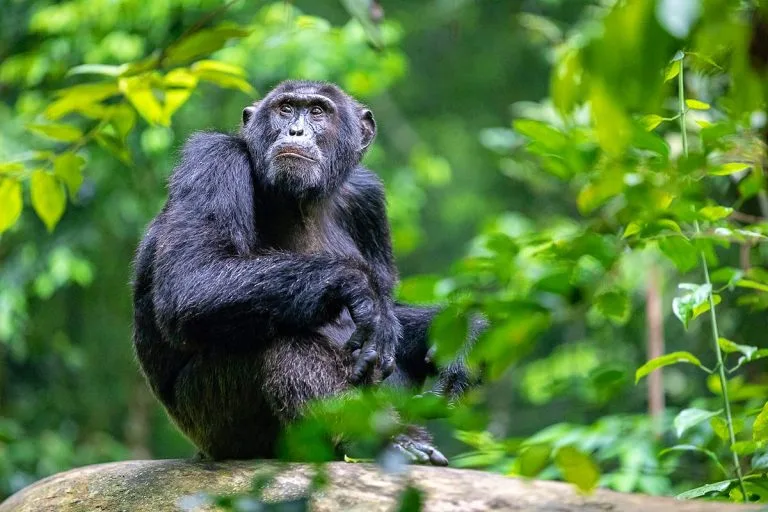 3 Days Rwanda Chimpanzee Trekking Safari