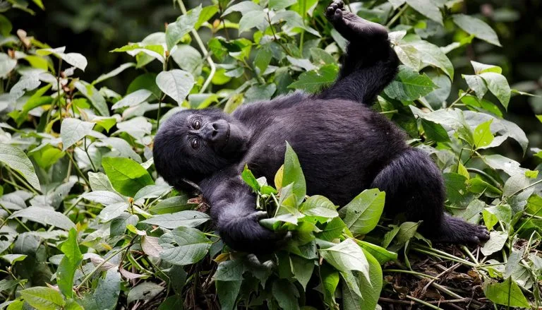 5 Days Luxury Rwanda Gorilla Safari
