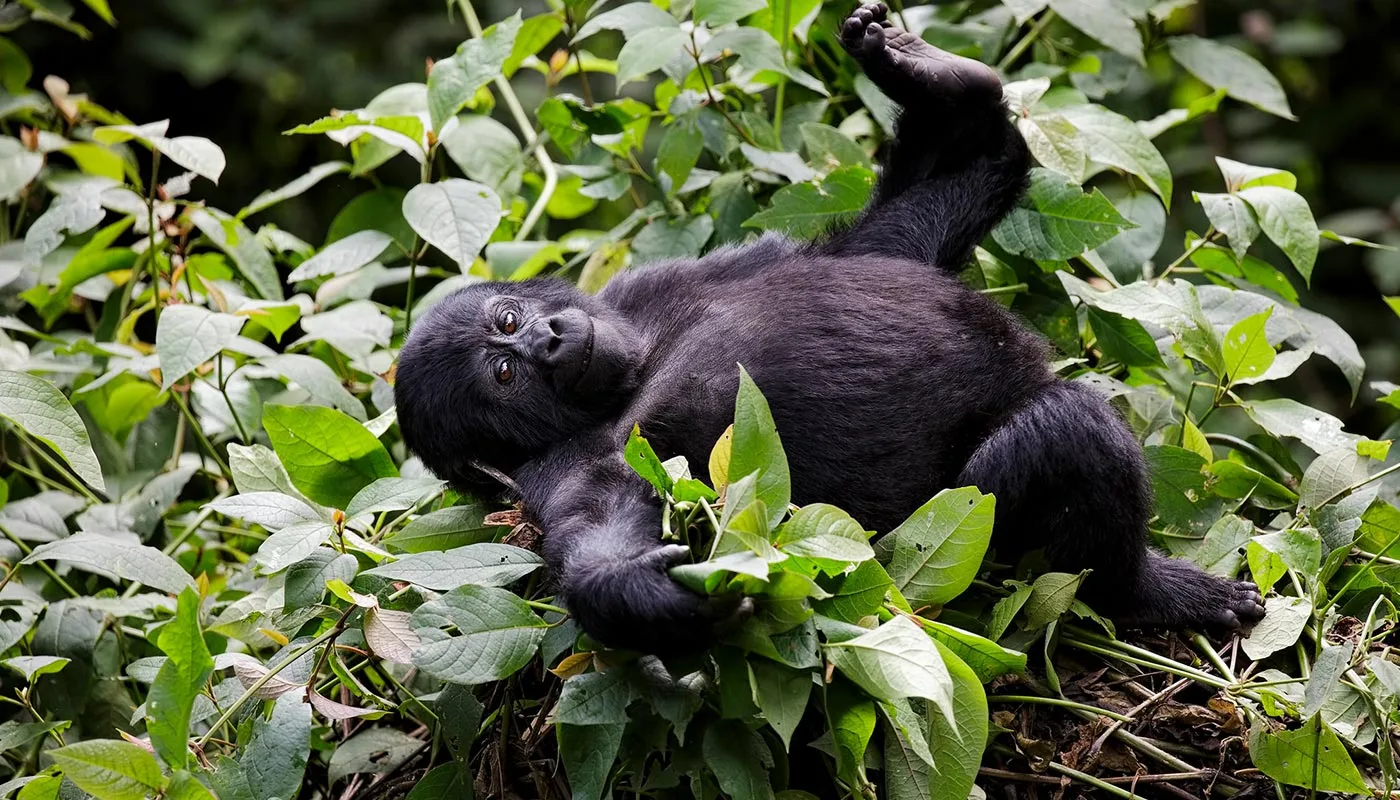5 Days Luxury Rwanda Gorilla Safari