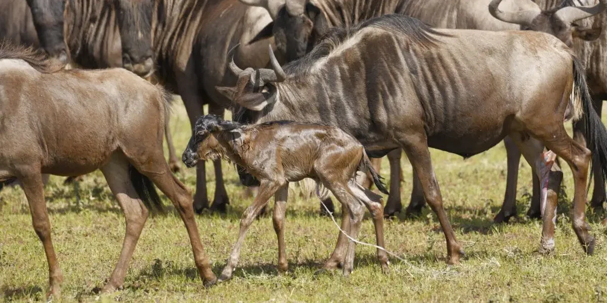Which Month is the Great Wildebeest Migration in Kenya? Native Africa Which Month is the Great Wildebeest Migration in Kenya? Native Africa