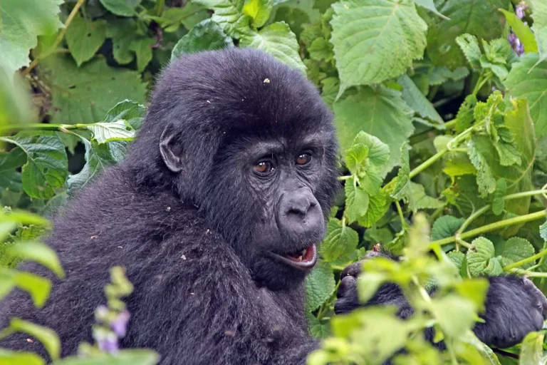 Bwindi Vs Gorilla Trekking in Volcanoes