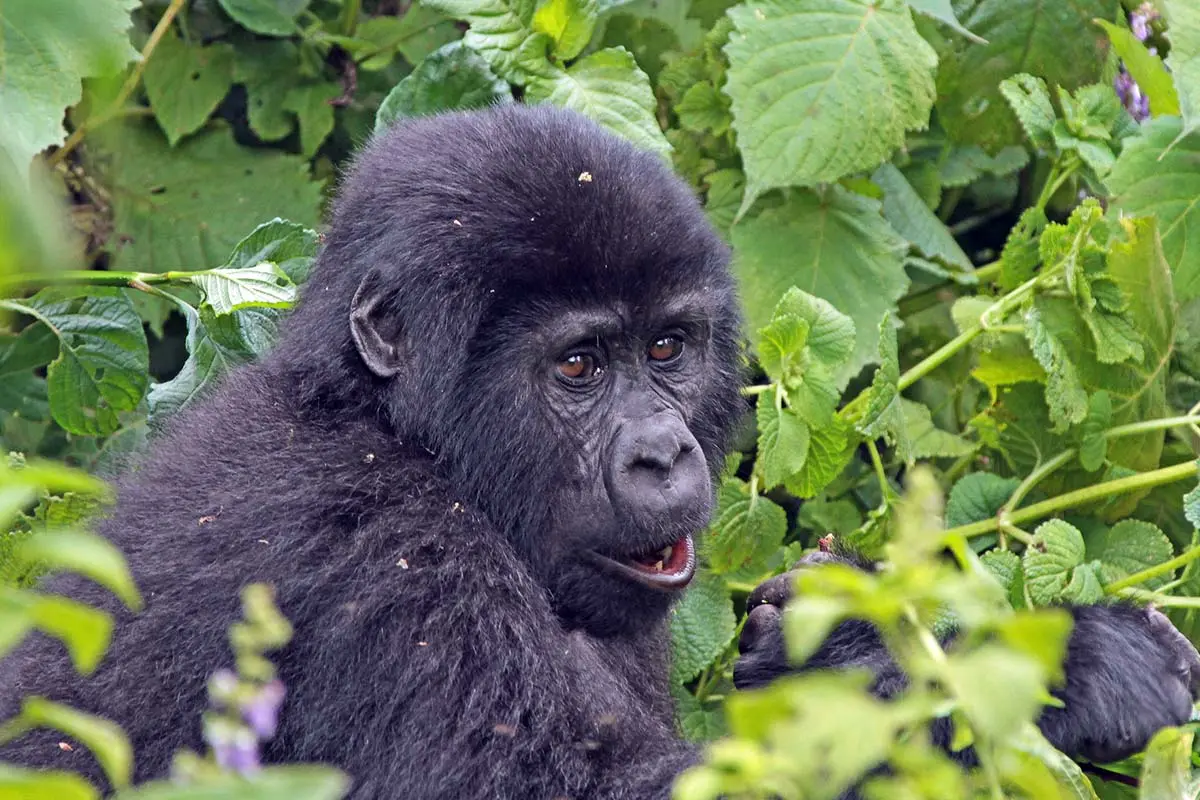 Bwindi Vs Gorilla Trekking in Volcanoes