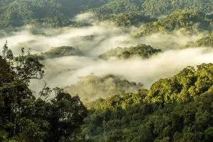 Canopy Walking in Nyungwe National Park