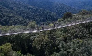 Canopy Walking in Nyungwe National Park