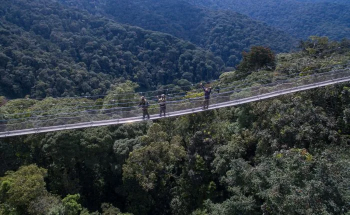 Canopy Walking in Nyungwe National Park