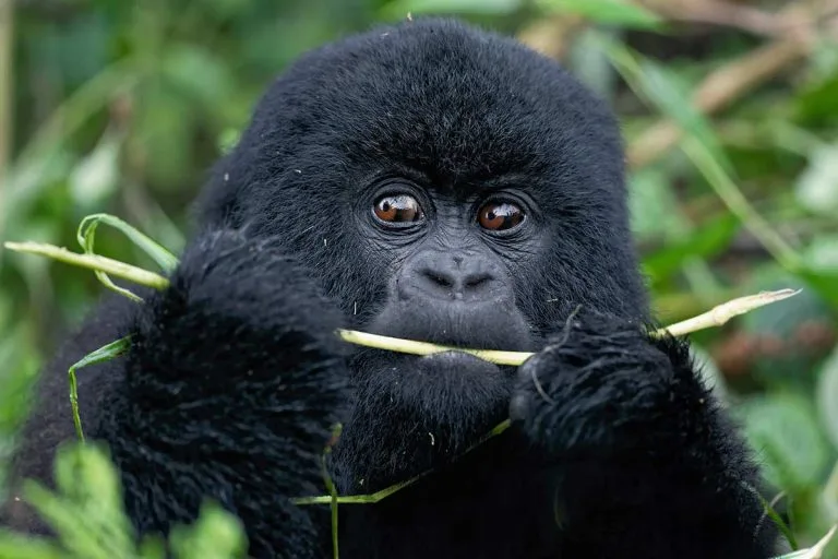 Cheapest Way to See Mountain Gorillas