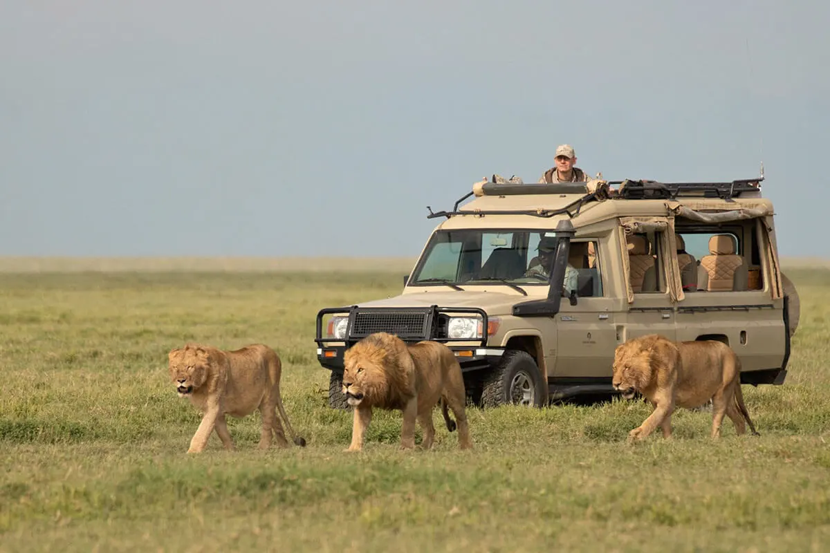 Cost of a Safari in Serengeti