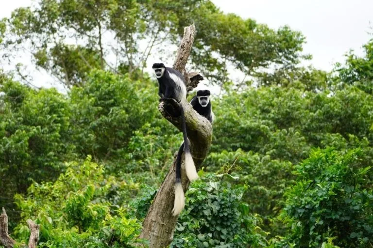 Visit East Africa for a Safari