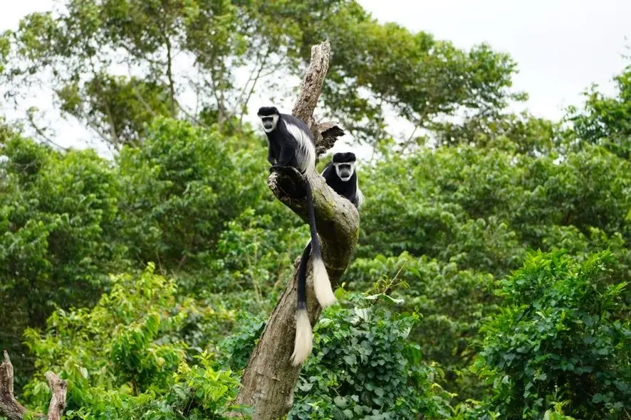 Visit East Africa for a Safari