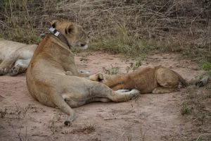 Queen Elizabeth National Park from Kigali