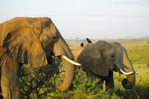Big Five in Uganda