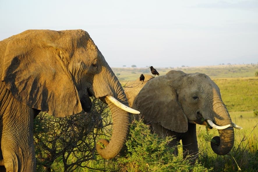 Big Five in Uganda