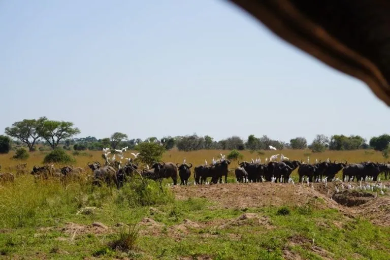 10 Days Uganda Birding Tour