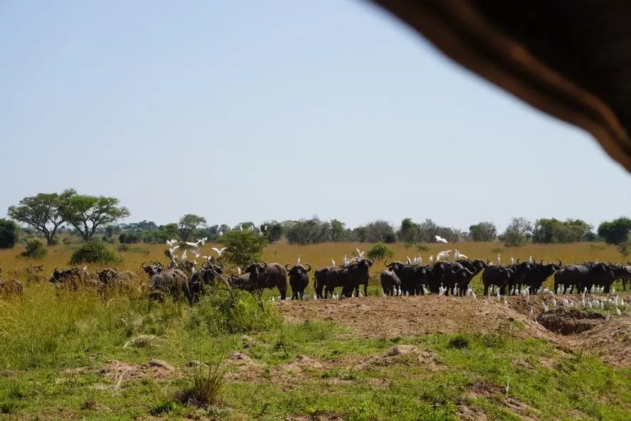 10 Days Uganda Birding Tour