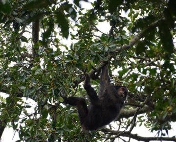 3 Days Nyungwe Chimpanzee Trekking Safari