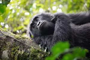 Rwanda Gorilla Trekking Solo Traveler