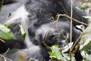 How Many Days for a Gorilla Trekking Safari in Rwanda