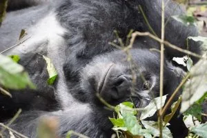 How Many Days for a Gorilla Trekking Safari in Rwanda