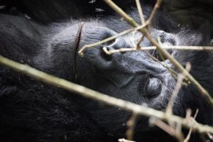 How Many Days for a Gorilla Trekking Safari in Rwanda