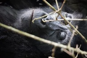 How Many Days for a Gorilla Trekking Safari in Rwanda