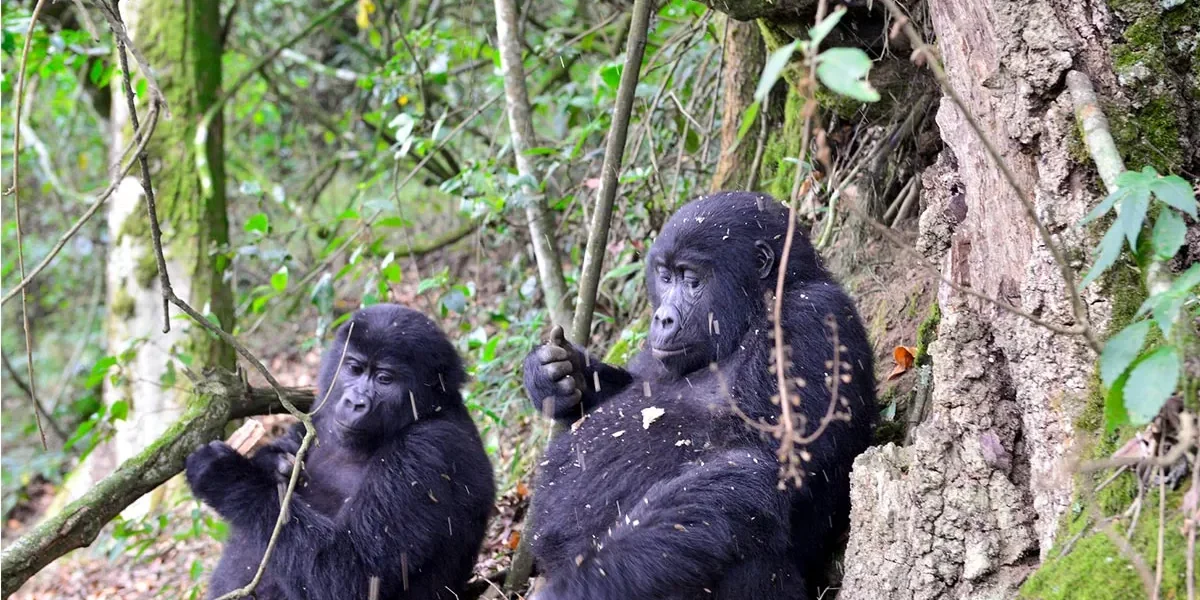 How Many Days for a Gorilla Trekking Safari in Uganda?