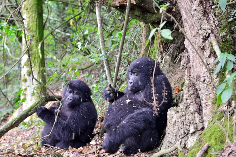 How Many Days for a Gorilla Trekking Safari in Uganda?