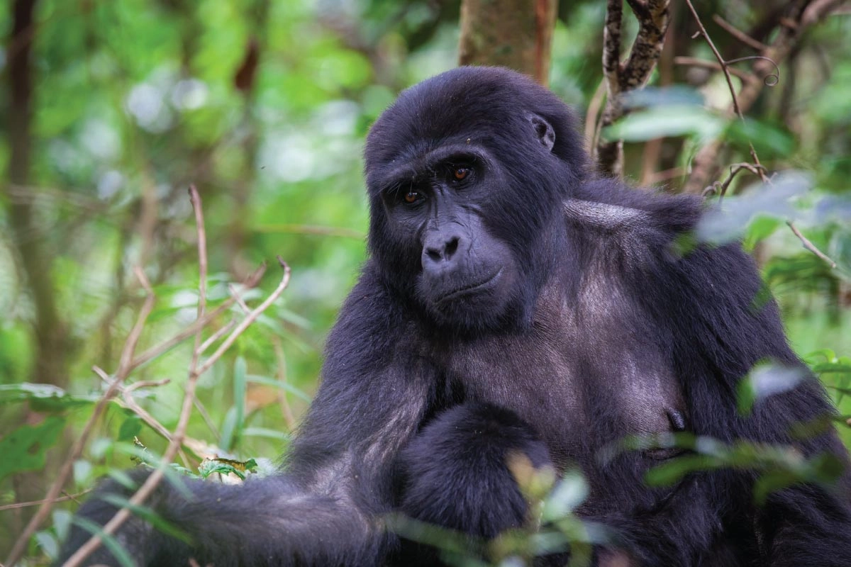 Is it Safe to Visit Gorillas in Congo?
