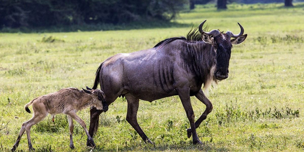 Kenya Wildlife Safaris