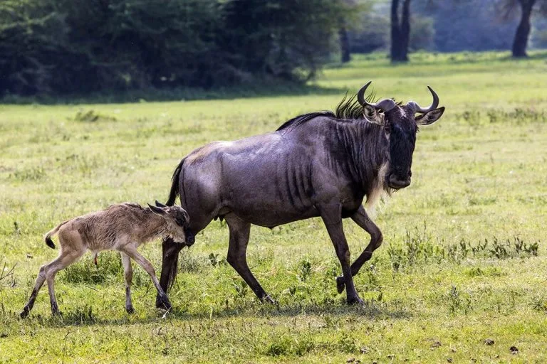 Kenya Wildlife Safaris