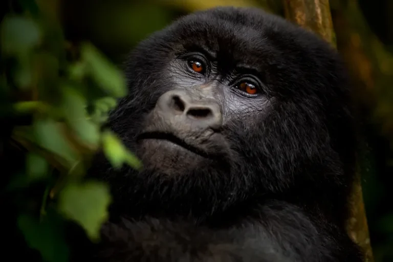 Luxury Gorilla Trekking in Rwanda