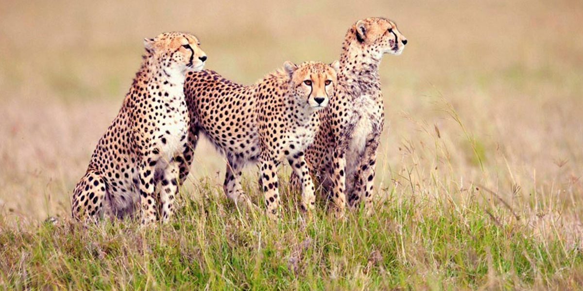 Tanzania Wildlife safaris