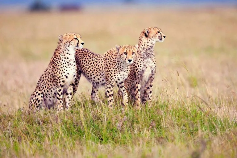 Tanzania Wildlife safaris