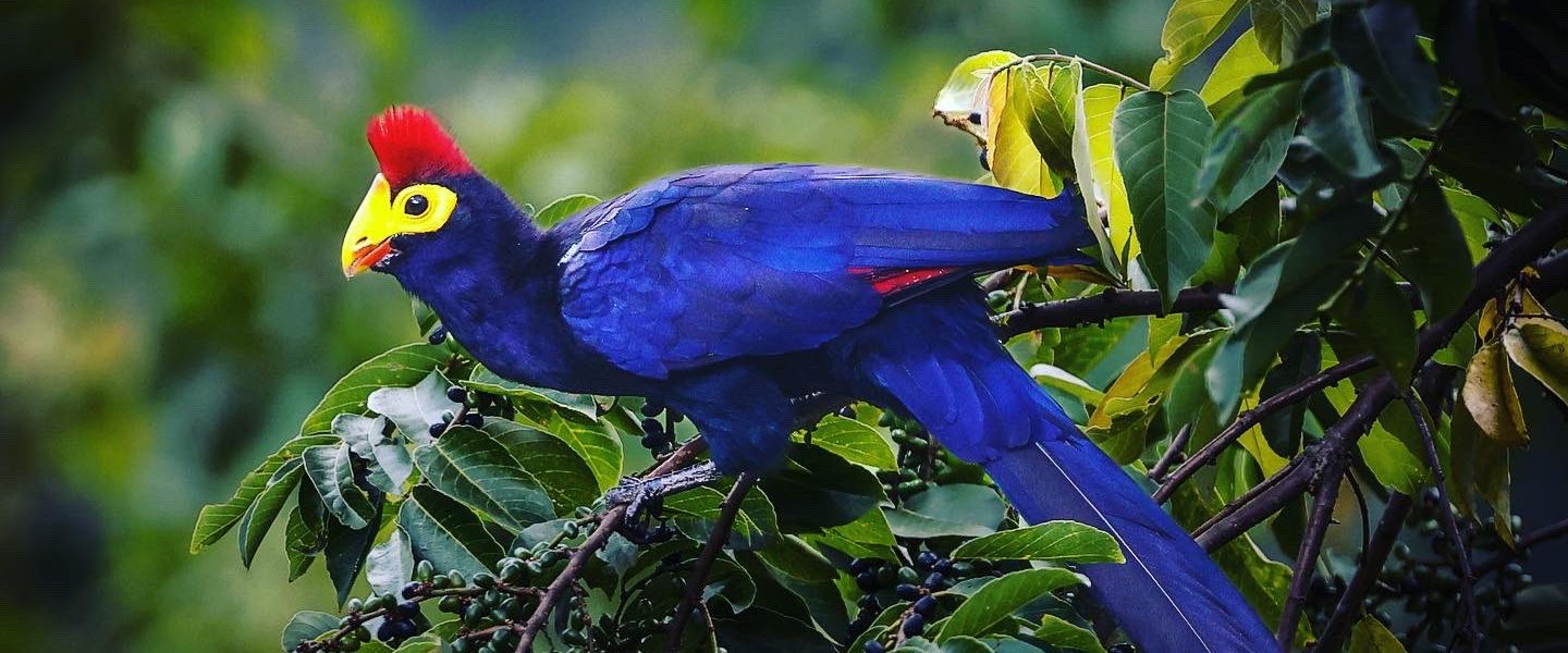 5 Days Uganda Gorilla and Birding Safari