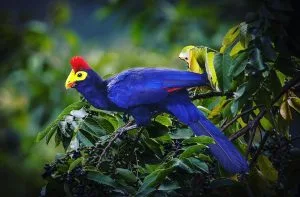 5 Days Uganda Gorilla and Birding Safari