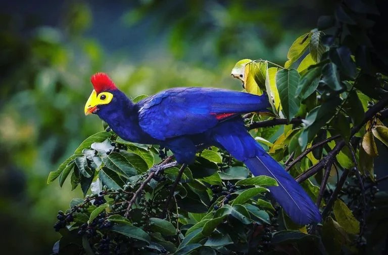 5 Days Uganda Gorilla and Birding Safari