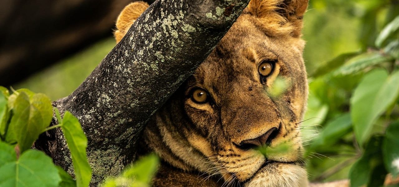 9 Days Budget Uganda Private Safari