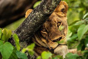 9 Days Budget Uganda Private Safari