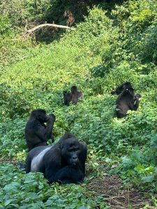 Uganda Gorilla Trekking Tour from Kigali
