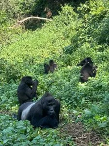 Uganda Gorilla Trekking Tour from Kigali