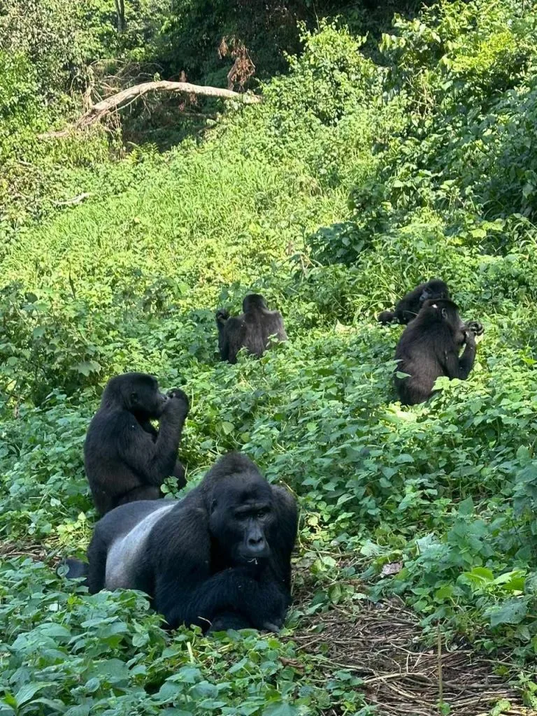 Uganda Gorilla Trekking Tour from Kigali