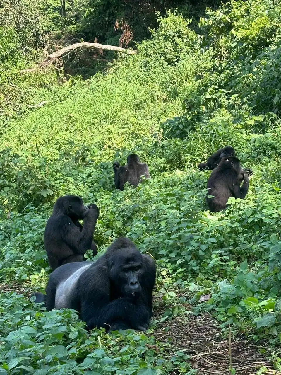 Uganda Gorilla Trekking Tour from Kigali