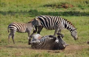 Narus Valley in Kidepo Valley National Park
