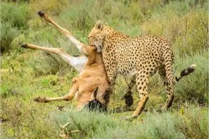 Tanzania wildlife safaris 