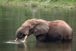 Get to Mount Rwenzori