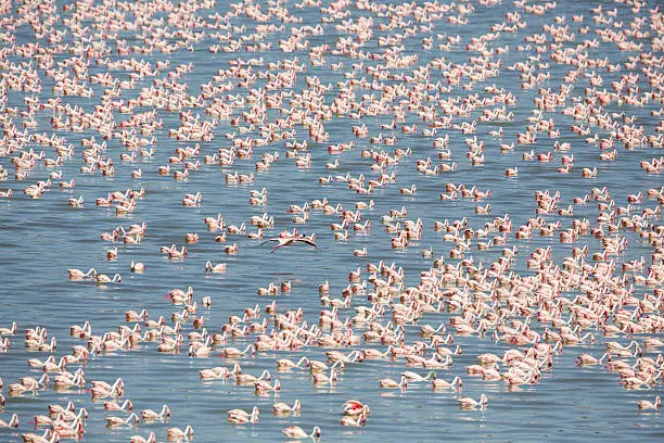 3 Days Lake Manyara Safari