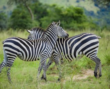 3 Days Lake Nakuru National Park Safari